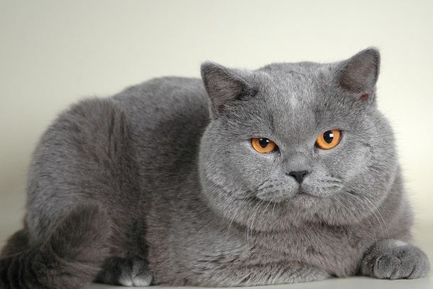 Британська короткошерста