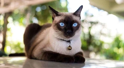 Сиамская кошка