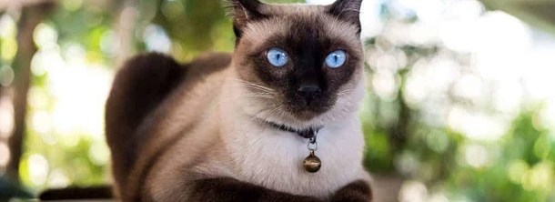 Сиамская кошка