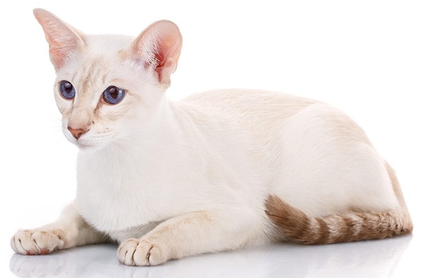 Колорпойнт