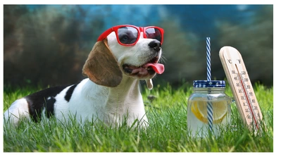 Помощь домашним животным в летнюю жару