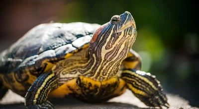 10 невероятных фактов о домашних черепах