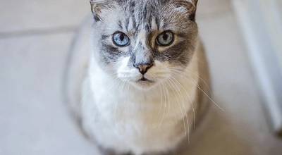 Мэнская кошка