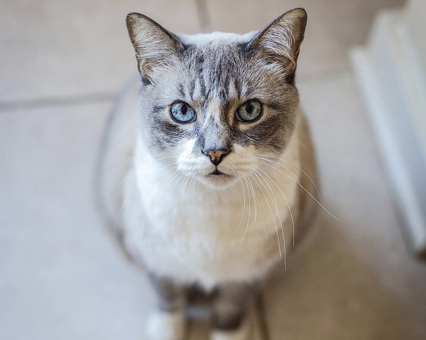 Менська кішка