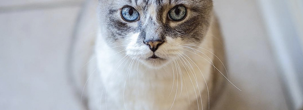 Мэнская кошка