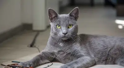 Корат