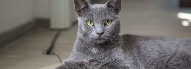 Корат