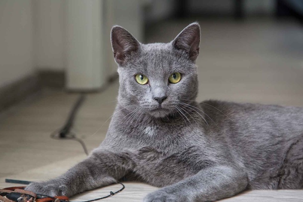 Корат