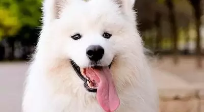 Топ-10 самых дорогих собак в мире