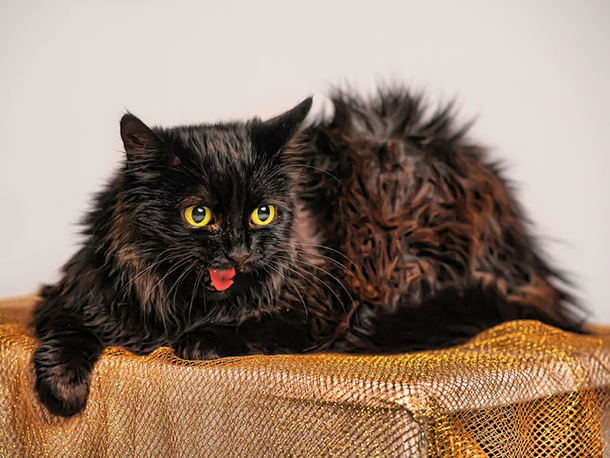 Шантильи-Тиффани