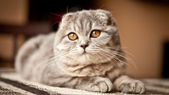 Шотландська висловуха