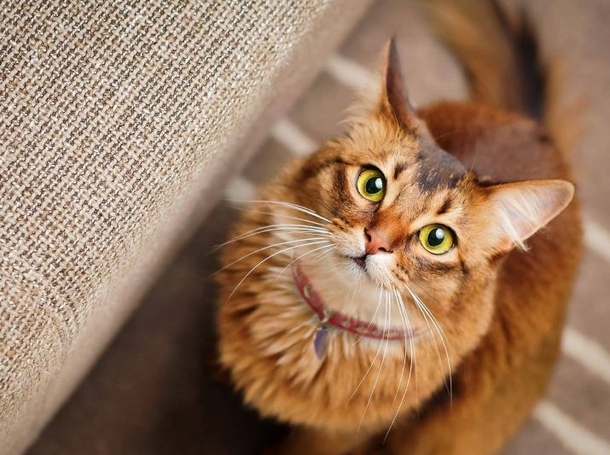 Сомалійська кішка