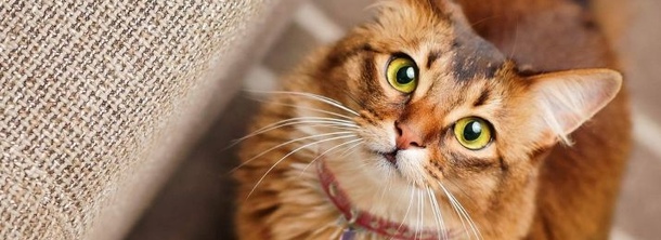 Сомалийская кошка