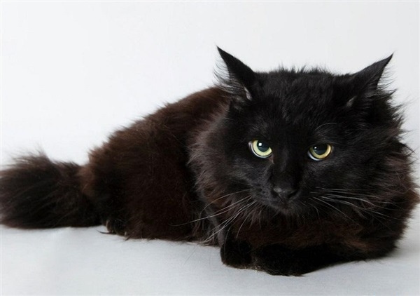 Йоркская шоколадная кошка