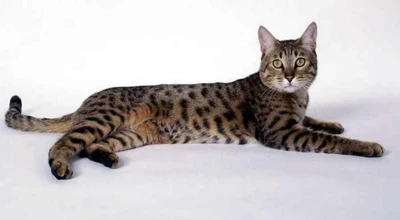 Калифорнийская кошка