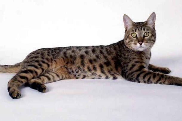 Калифорнийская кошка