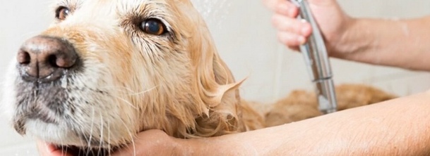 Сепсис у тварин