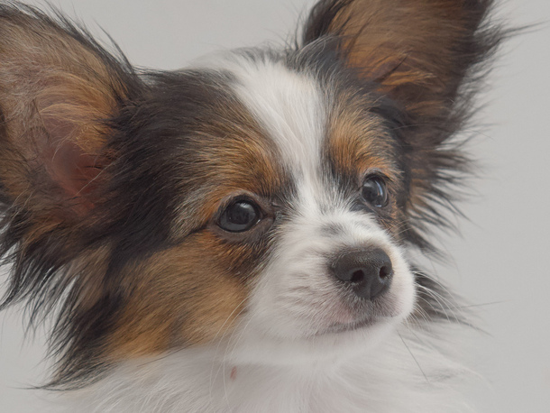 Континентальний той спанієль