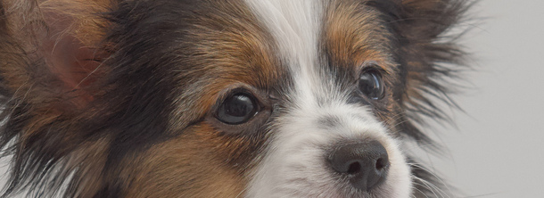 Континентальный той-спаниель