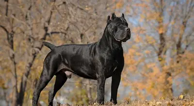 Кане-корсо