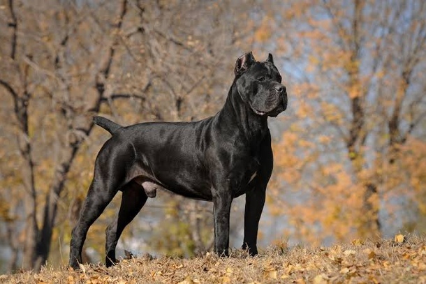 Кане-корсо