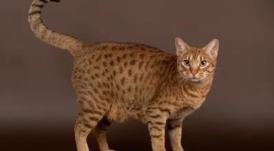 Оцикет
