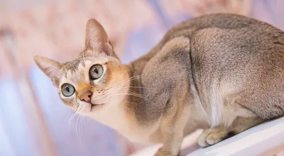 Сингапурская кошка