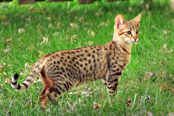 Саванна