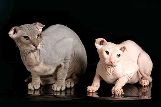 Украинский левкой