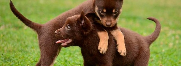 Австралійський келпі