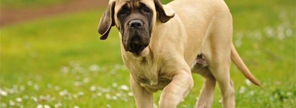 Английский мастиф