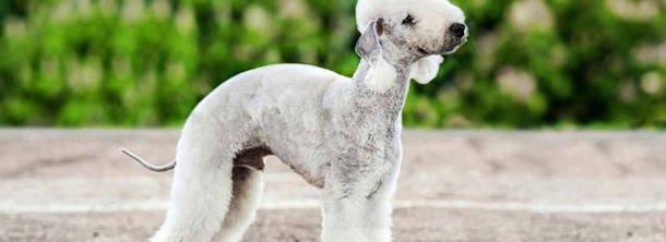 Бедлінгтон тер'єр