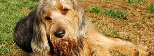 Оттерхаунд