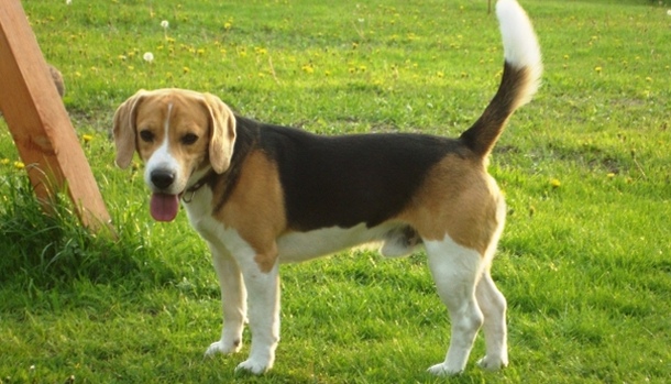 Английский фоксхаунд