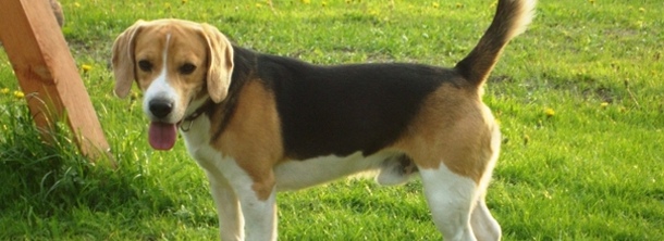 Английский фоксхаунд