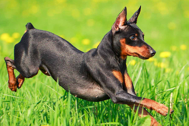 Карликовый пинчер