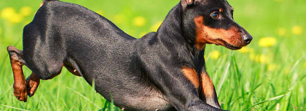 Карликовый пинчер