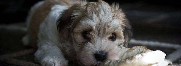 Гаванский бишон