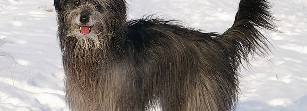 Пиренейская овчарка