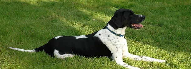 Английский пойнтер