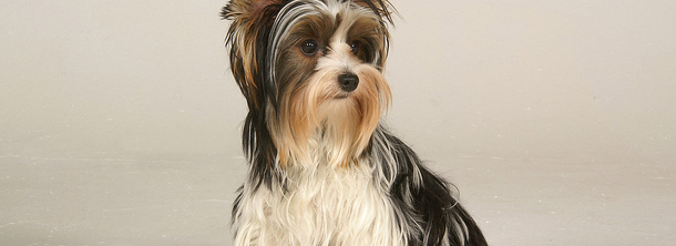 Бівер-йоркширський тер’єр