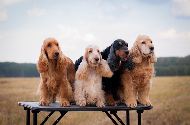 Англійський кокер-спанієль