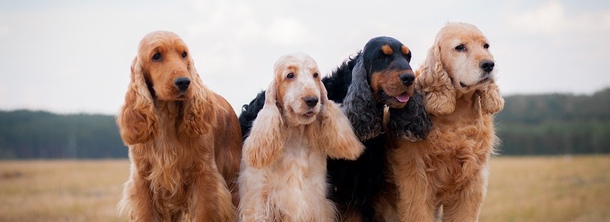 Английский кокер-спаниель