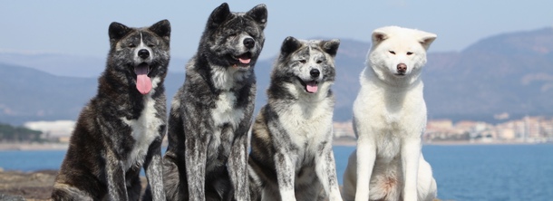 Японська Акіта-іну