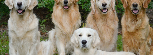 Золотистый ретривер