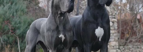 Великий данець