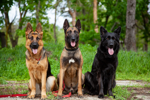 Німецька вівчарка