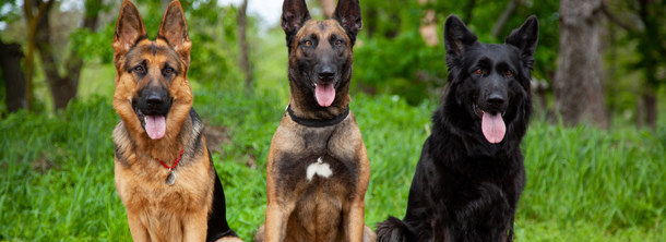 Немецкая овчарка