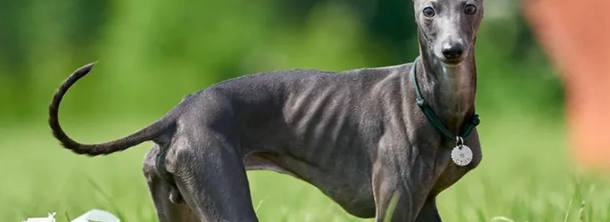 Італійський хорт