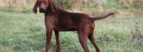 Красный кунхаунд